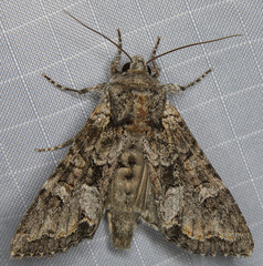 Apamea occidens