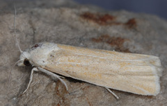 Pelochrista caniceps