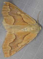 Sabulodes edwardsata