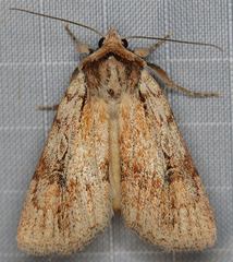 Setagrotis pallidicollis