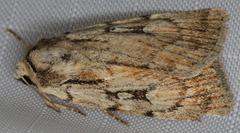 Setagrotis pallidicollis