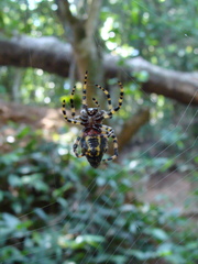 Alpaida alticeps