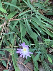 Pinaropappus spathulatus