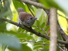 Thryophilus rufalbus