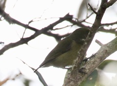 Hemignathus wilsoni