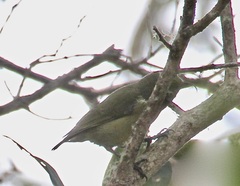 Hemignathus wilsoni