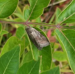 Lacinipolia meditata