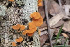 Favolaschia calocera