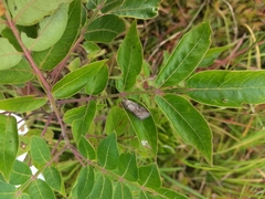 Lacinipolia meditata