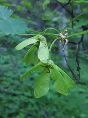 Acer glabrum douglasii