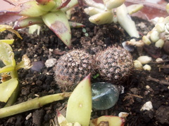 Mammillaria