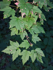 Acer glabrum douglasii