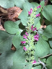 Salvia chiapensis