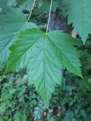 Acer glabrum douglasii