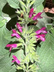 Salvia chiapensis