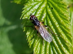 Cordilura