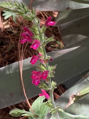 Salvia chiapensis