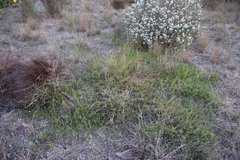 Aspalathus retroflexa