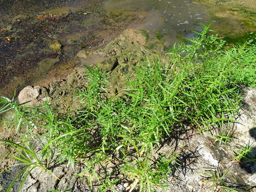 Ammannia coccinea