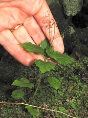Circaea alpina