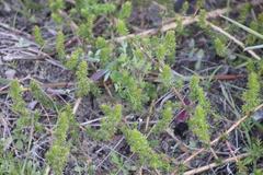 Aspalathus retroflexa