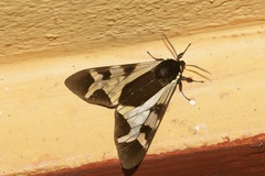 Dysschema imitata