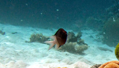 Pycnochromis margaritifer