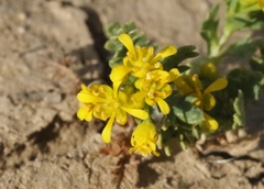 Lepidium flavum felipense