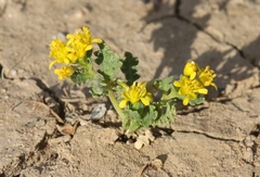Lepidium flavum felipense
