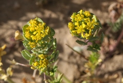 Lepidium flavum felipense