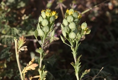 Lepidium flavum felipense