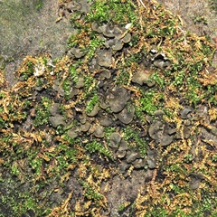 Peltigera evansiana