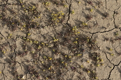 Lepidium flavum felipense