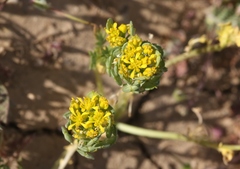 Lepidium flavum felipense