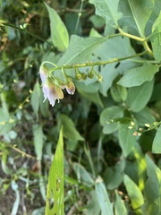 Magnoliopsida