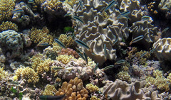 Thalassoma amblycephalus