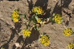 Lepidium flavum felipense