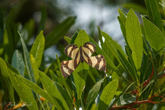 Baeotis zonata zonata