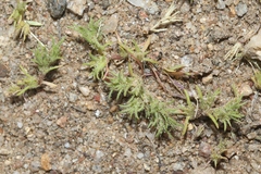 Loeflingia squarrosa