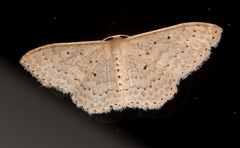 Scopula sublinearia