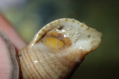 Buccinulum littorinoides