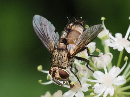 Frontina laeta