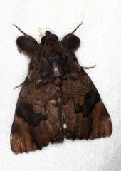 Catephia linteola
