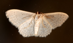 Scopula sublinearia