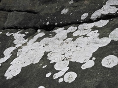 Phlyctis petraea