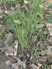 Allium