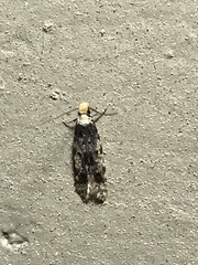 Endrosis sarcitrella