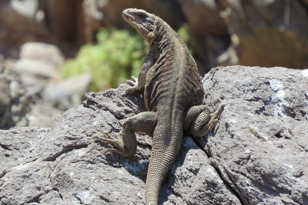 Monserrat Chuckwalla