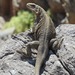 Monserrat Chuckwalla - Photo (c) ginnical, some rights reserved (CC BY-NC), uploaded by ginnical