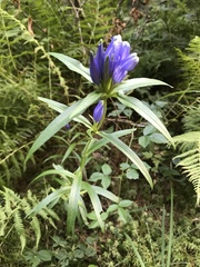 Gentiana linearis